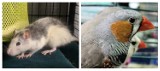 Zwierzęta egzotyczne z lubelskiego schroniska polecają się do adopcji! [FOTO]