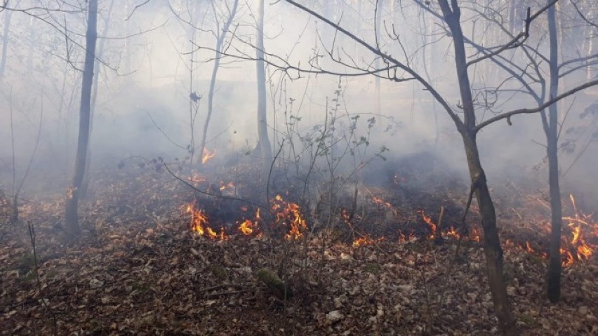 Tylko w ciągu minionego tygodnia płonęło spłonęło prawie dwa tysiące metrów kwadratowych leśnego poszycia