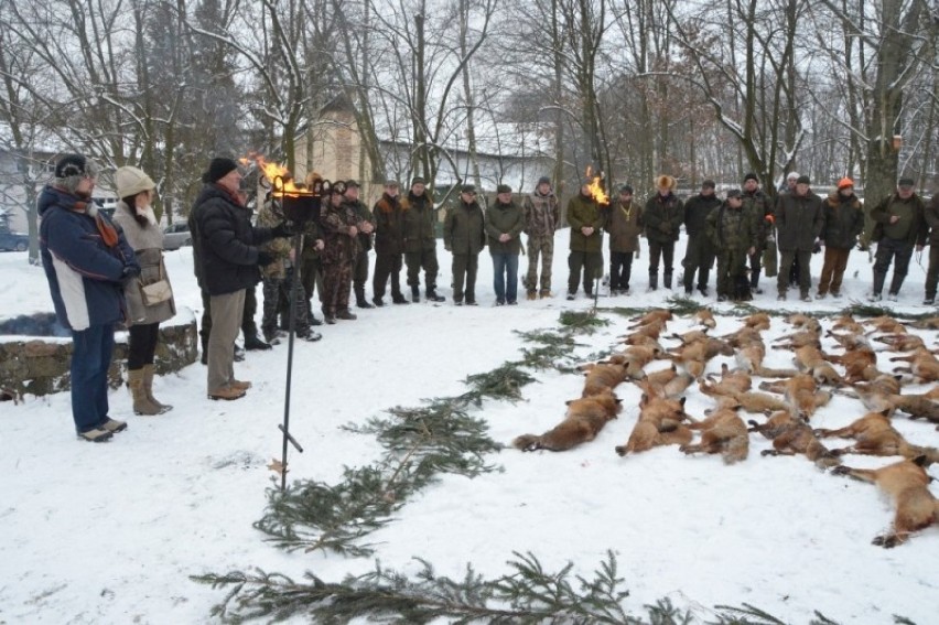 Polowania na lisy w powiecie kościańskim - w tym roku pozyskano 106 zwierząt