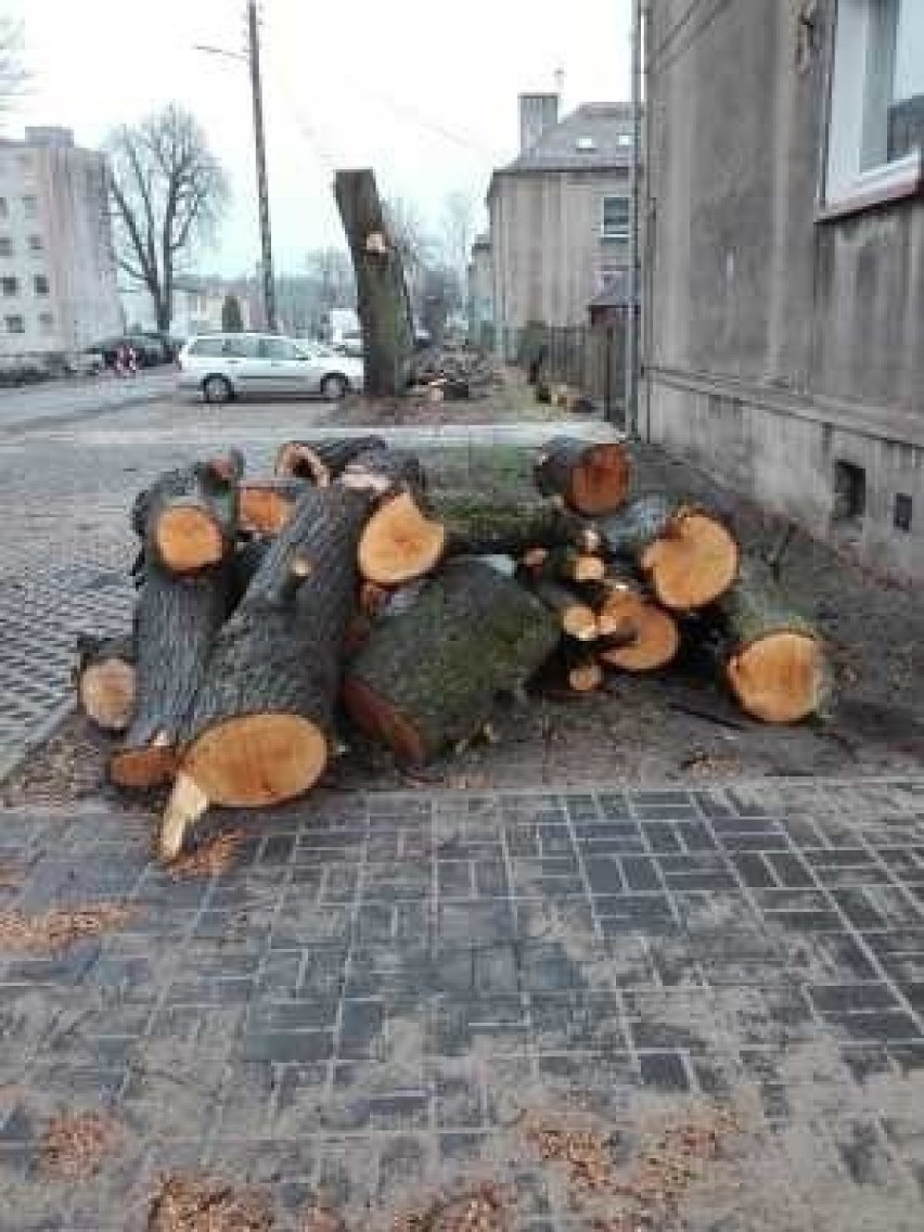 Urząd Gminy w Turawie przekonuje, że drzewa były chore i...