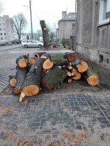 Drzewa w Osowcu pod topór. Są protesty mieszkańców