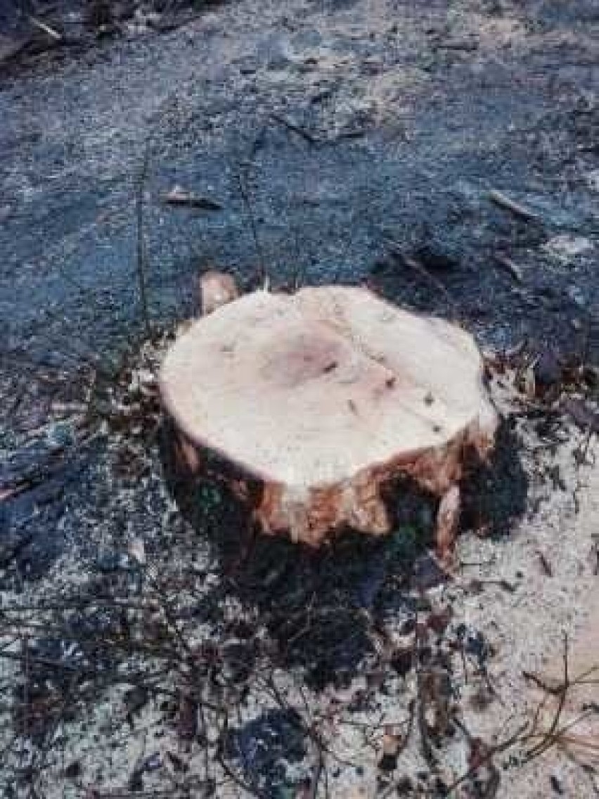 Urząd Gminy w Turawie przekonuje, że drzewa były chore i...