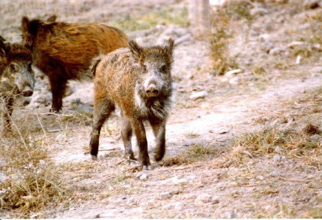Nie afrykański pomór świń, a wypadek drogowy przyczynił się do śmierci dwóch dzików znalezionych na osiedlu w Białej Podlaskiej.