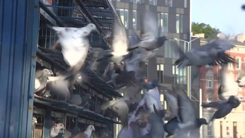 Gołębie zostały wypuszczone z okazji obchodów 36. rocznicy...