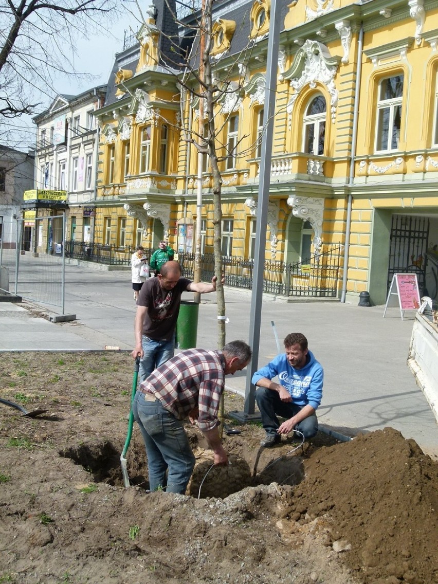 Sadzą drzewa i krzewy na pl. Kościuszki