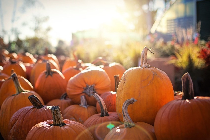 4 ważne rzeczy, które musisz wiedzieć o Halloween