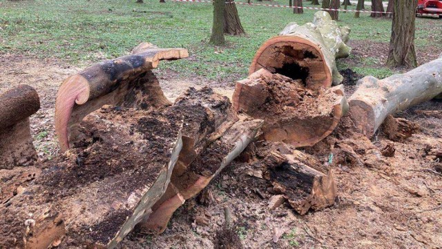 Ktoś podpalił jedno z najstarszych drzew w głogowskim parku
