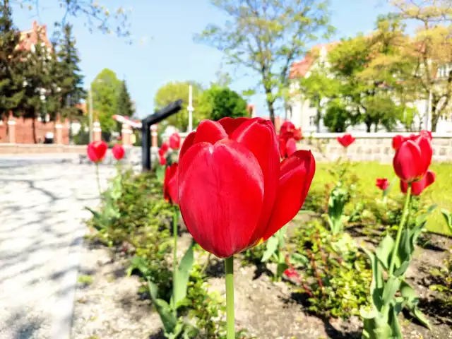 Na pl. 3 Maja zakwitły tulipany. To nie jedyne rośliny ozdobne, które dosadzono w ramach rewitalizacji.