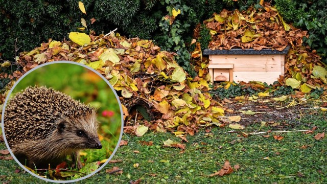 Jesienią warto ustawić w ogrodzie domek dla jeża. Będzie mógł w nim bezpiecznie spędzić zimę.