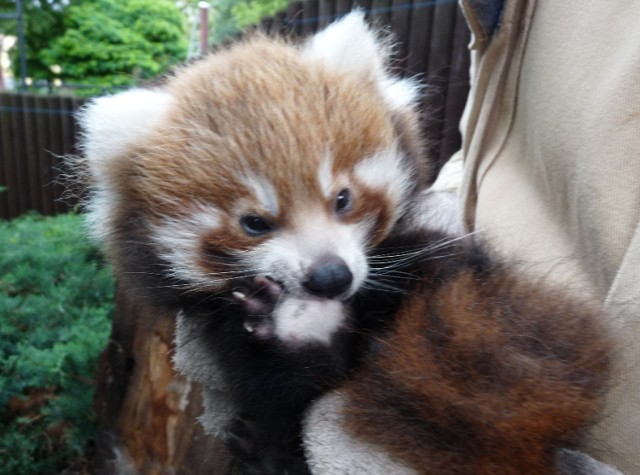 Zobacz pierwsze zdjęcia płockiej pandy! Maleństwo ma już 2,5 miesiąca