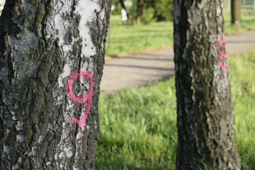 Mieszkańcy Żar podpisują petycją w sprawie wycinki drzew...