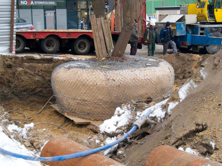 Przesadzili dąb o wadze prawie 30 ton. "To apel i przykład...