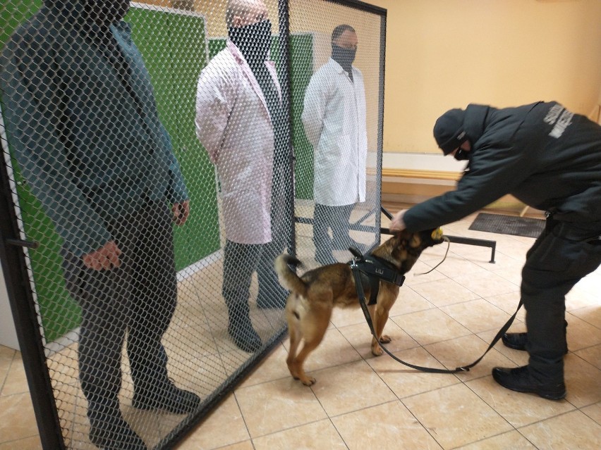 Jedyni w Polsce, tak szkolą psy i ich opiekunów w Zakładzie Karnym w Czarnem [zdjęcia]