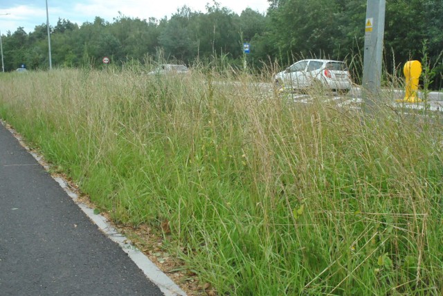 LESZNO. Ulica Osiecka niedawno oddana do użytku, a pobocza zarastają trawą