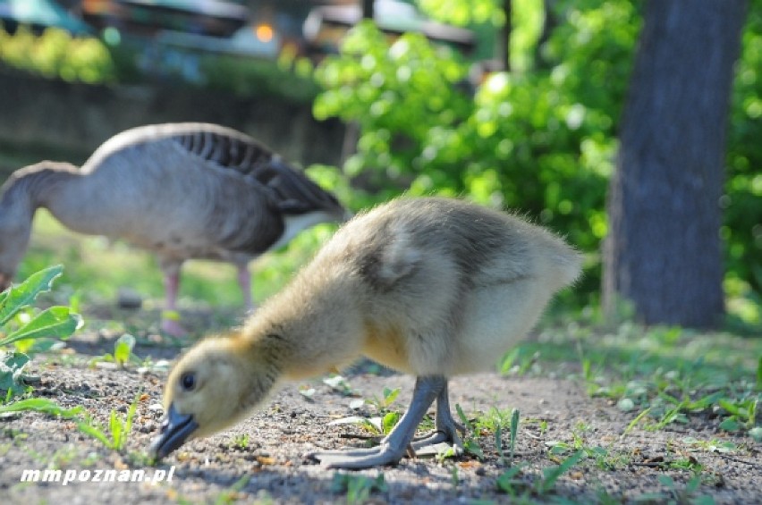 Zwierzęta w Nowym Zoo