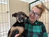 Psy i koty do adopcji ze schroniska dla zwierząt w Bełchatowie. Kto pokocha te zwierzaki? FOTO, VIDEO