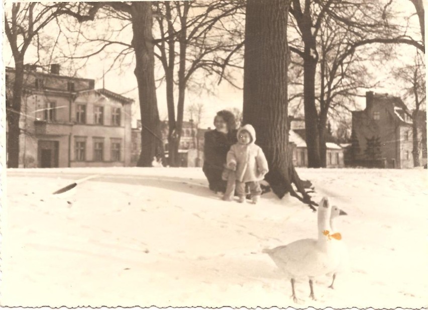 zimowy spacer 1958 - gęsi nad Iną