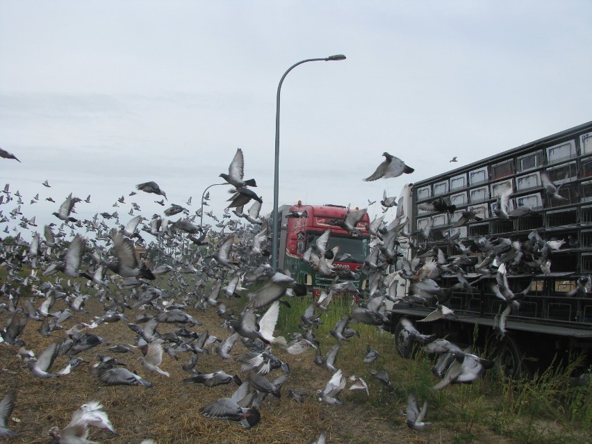 Gołębi lot nad Ostrowem  [FOTO]