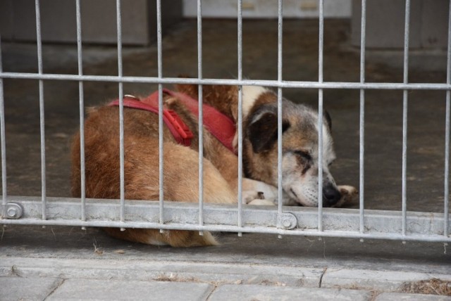 270 psów i 160 kotów z grudziądzkiego schroniska dla zwierząt nie może zostać bez opieki