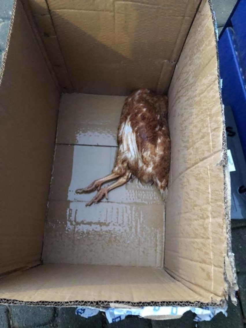Wysłali kury... pocztą, zapakowane w kartony. 30 zwierząt nie przeżyło