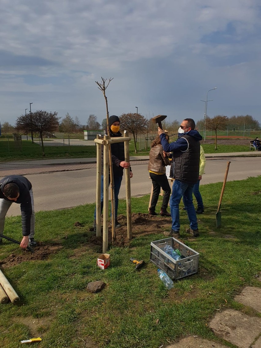 Os. Pyrzyckie. Kontrakt zawarty, dwa drzewa posadzone. Akcja ruchu Polska 2050 w Stargardzie. Każdy może "adoptować drzewo"!