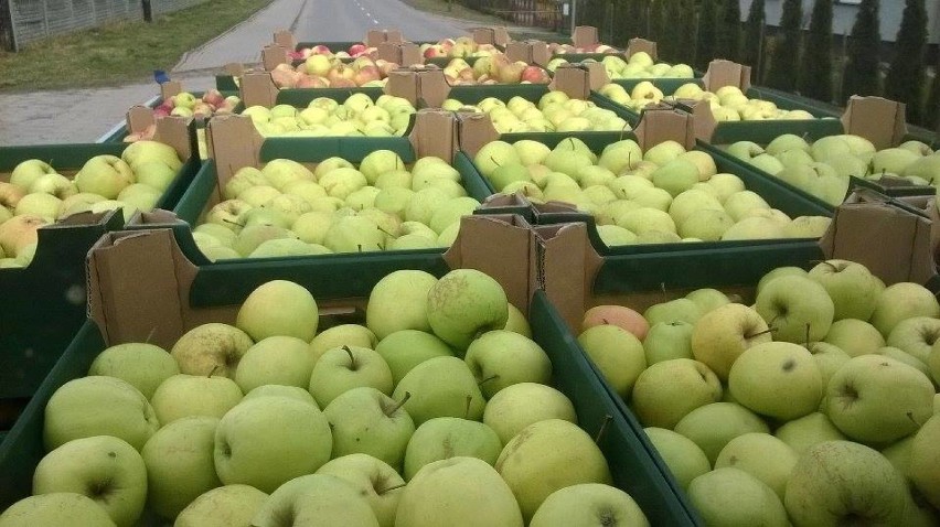 Darmowe jabłka w Mrzezinie