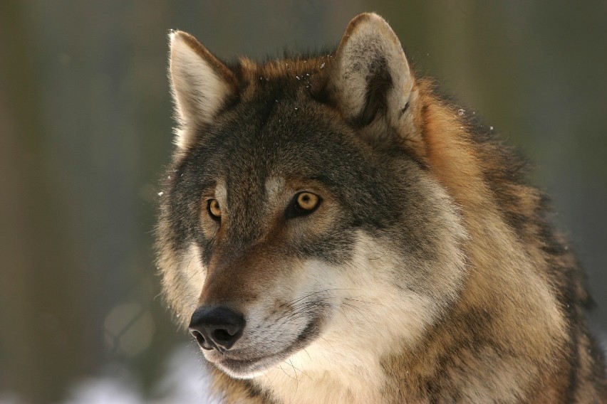 Akcja WWF Polska "Zawyj dla wilka"