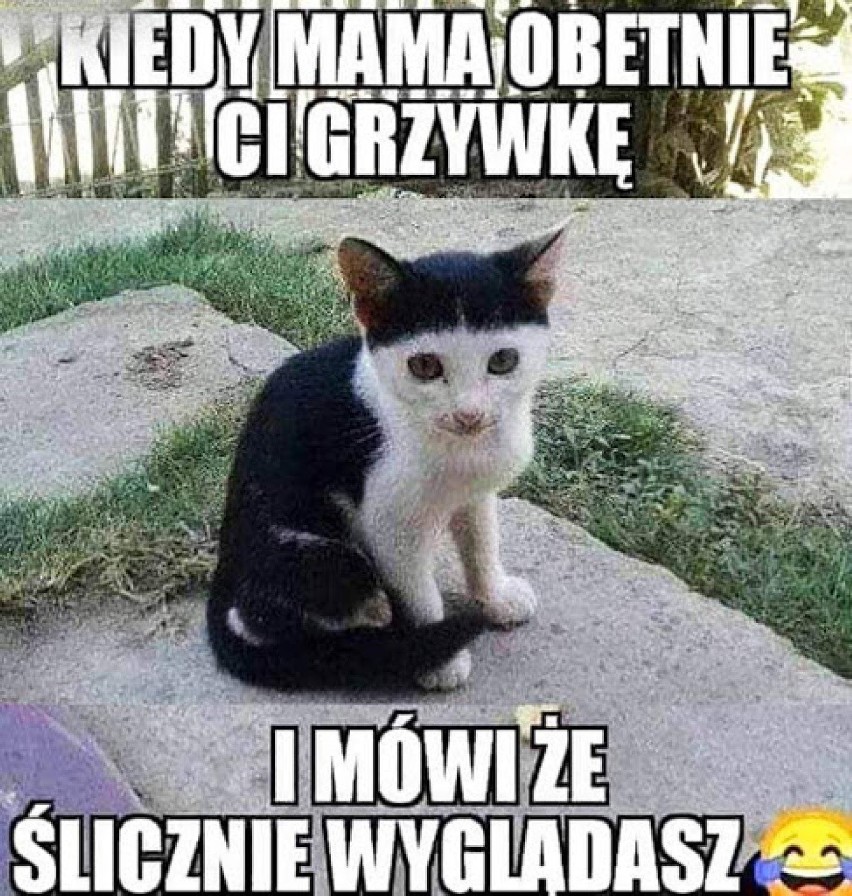 Najlepsze memy z kotami w roli głównej