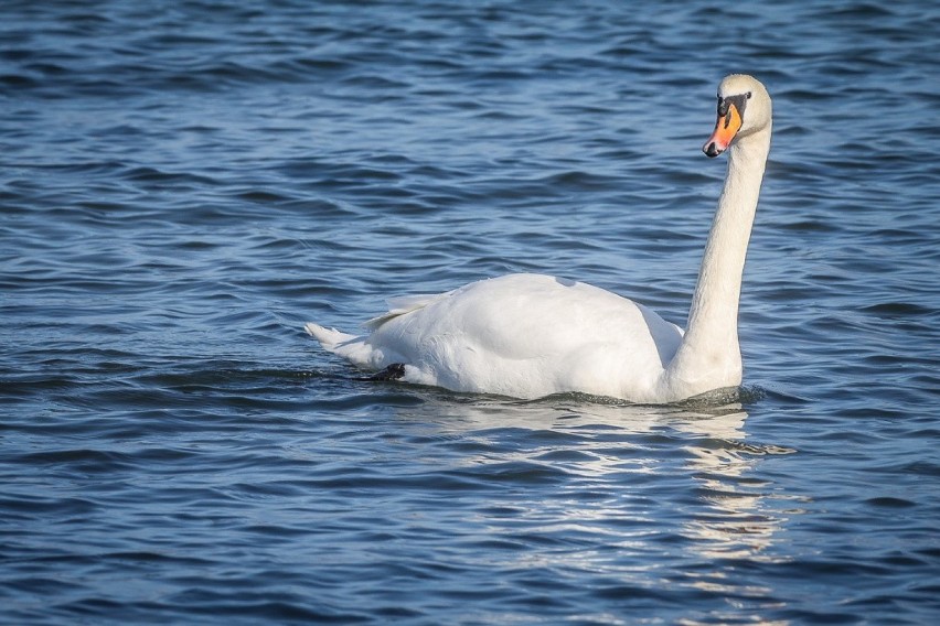 Sopot w strefie zagrożenia ptasią grypą! Żółte tablice ostrzegawcze w kurorcie