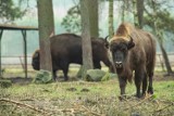 Trzy żubry uciekły z rezerwatu przyrody „Żubrowisko” w Jankowicach. Leśnicy apelują o ostrożność