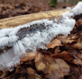 Lodowe włosy na drzewach - rzadkie zjawisko w kartuskich lasach