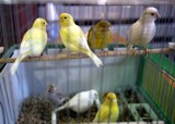 Wystawa kanarków i ptaków egzotycznych 2019 w Sosnowcu rozpoczęta. Aż 400 kanarków w jednym miejscu