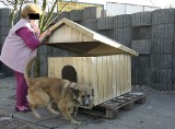 Była dyrektor schroniska dla zwierząt przy ul. Marmurowej w Łodzi stanie przed sądem
