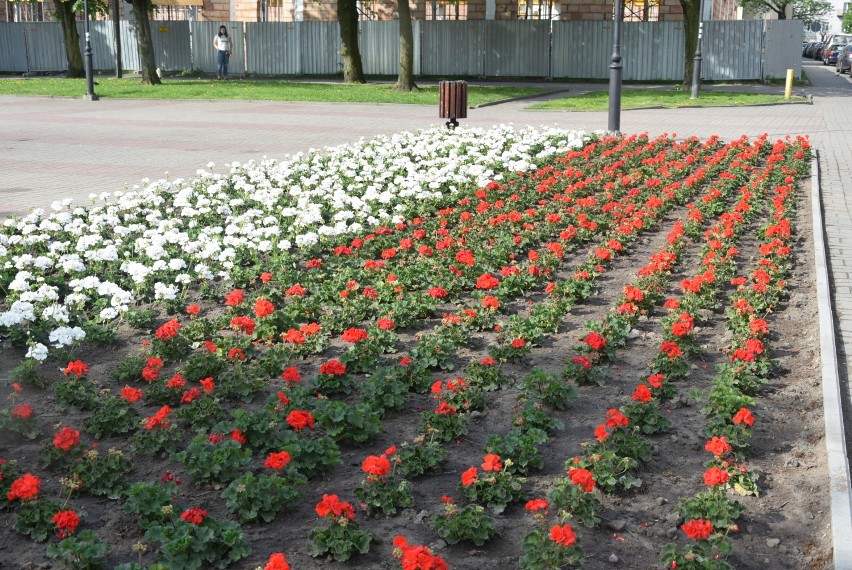 Biało- czerwone pelargonie w miejscu wyciętego żywopłotu na placu Kościuszki w Łęczycy [ZDJĘCIA]