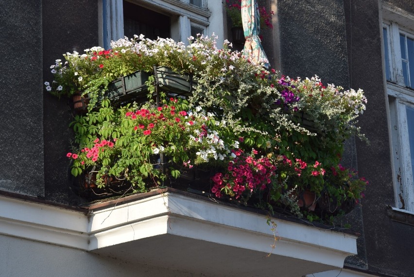 Wystartuj w konkursie na najpiękniejszy balkon. A takich w...