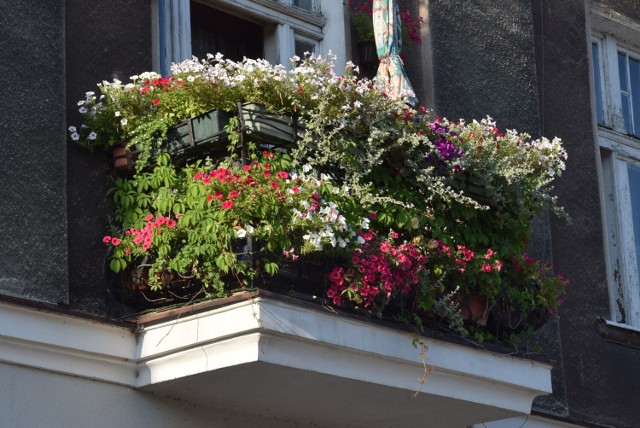 Wystartuj w konkursie na najpiękniejszy balkon. A takich w Kaliszu nie brakuje