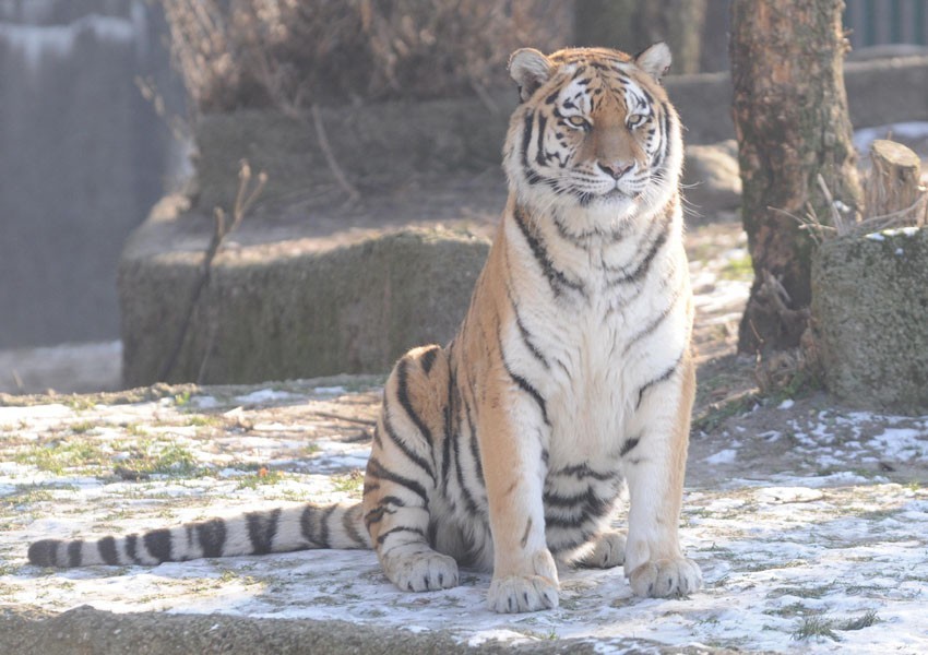 Zima w łódzkim zoo