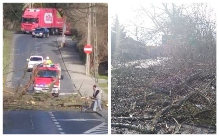 Wiatr powalił drzewo na linie energetyczną w Brześciu Kujawskim. Część miasta może nie mieć prądu!