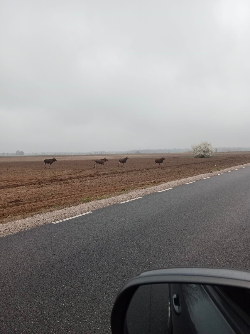 Przepiękne łosie na drodze w powiecie. Zobaczcie zdjęcia naszej Czytelniczki