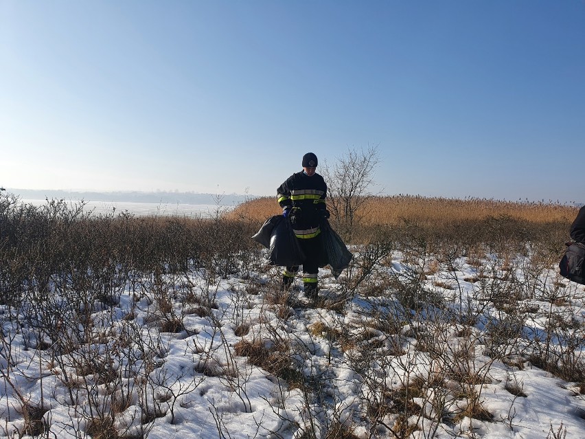 Strażacy zbierali martwe ptaki w gminie Władysławowo