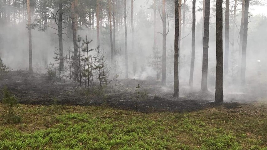 Podpalacz powrócił? Pożar lasu w Strobinie w gminie Konopnica ZDJĘCIA, VIDEO