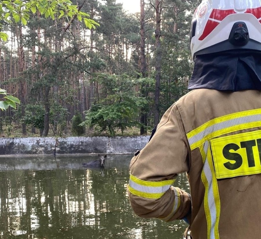 Łosia uratowali strażacy z OSP Ujazd i JRG Tomaszów