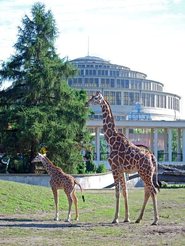 ZEBRA podpowiada: Można już podziwiać nowych mieszkańców wrocławskiego zoo (ZDJĘCIA)