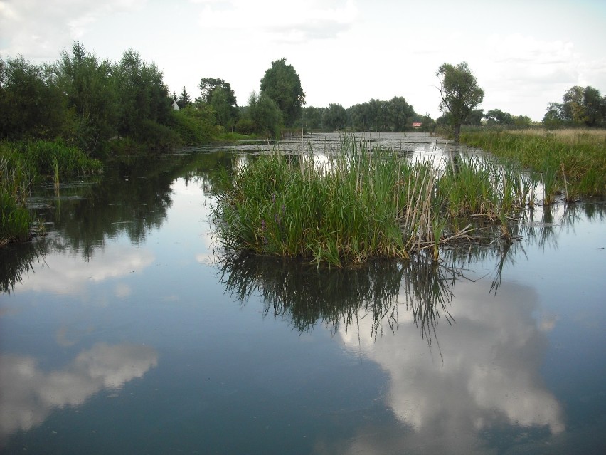 Jezioro Powsinkowskie
