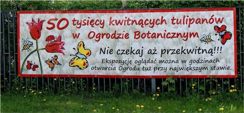 Billboard wystawy tulipanów w ogrodzie botanicznym. fot....