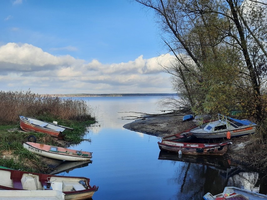 Piękna jesień nad Jeziorami Turawskimi. Złote liście na...