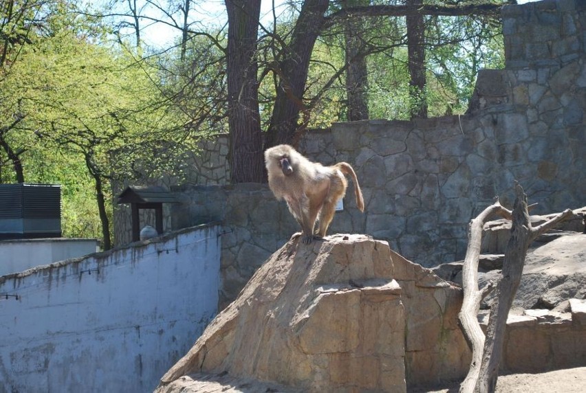 Wrocław: Zwierzęta w zoo rozpoczęły długi weekend (ZDJĘCIA)