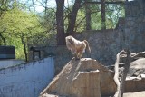 Wrocław: Zwierzęta w zoo rozpoczęły długi weekend (ZDJĘCIA)