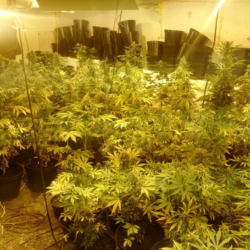 Plantacja marihuany ukryta w chlewie