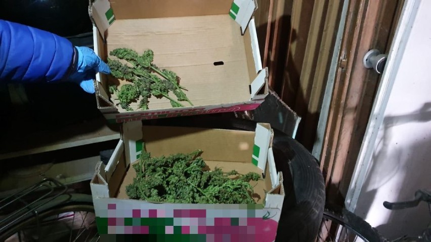 Dwa kilogramy marihuany w stodole. Młody rolnik zatrzymany! (ZDJĘCIA)
